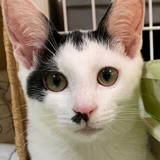 可愛いプリンセス♪あんこちゃん