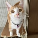 ゴロスリの甘えん坊です