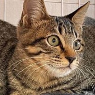 人慣れ中ですキジトラ親子◎兄ちゃん