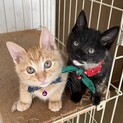 甘えん坊の子猫です