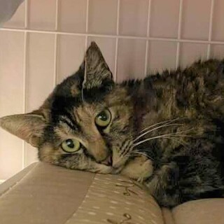 慣れにゃんプリンセス♪ゴマちゃん