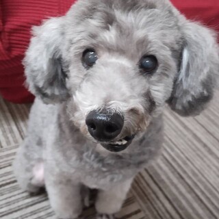 抱っこ好きトイプードル甘えん坊です