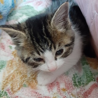 可愛いキジ白オス猫です