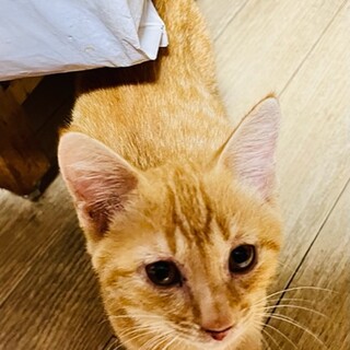 やんちゃのっぺり顔の茶トラ男子