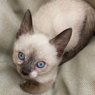 募集停止☆ブルーアイのシャムMIX女の子☆