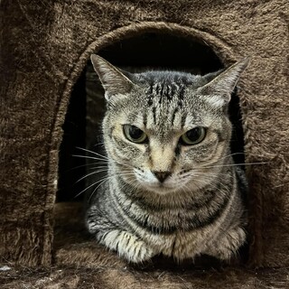 人が大好き！猫エイズキャリアのころちゃん♀