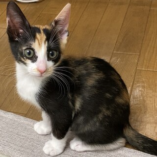 募集一時停止Cuteな三毛女子　ミケちゃん☆