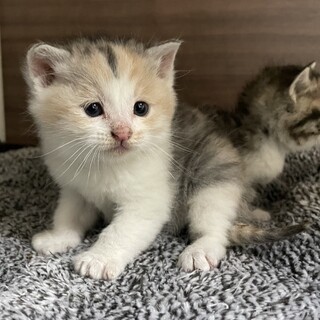 お外で頑張ってきた生後1ヶ月〜2ヶ月の仔猫6匹