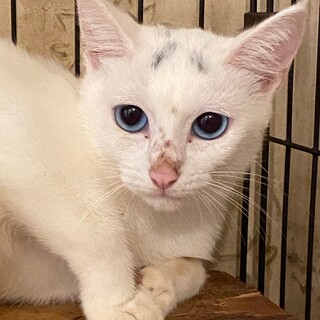 ブルーアイの白猫のお母さん