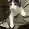 人慣ればっちり！生後約6か月白黒ちゃん