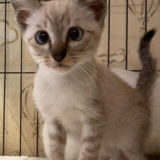 3ヶ月未満のベージュの男の子