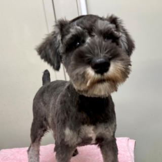 ミニチュア シュナウザーの保護犬里親募集情報 ペットのおうち 月間利用者150万人