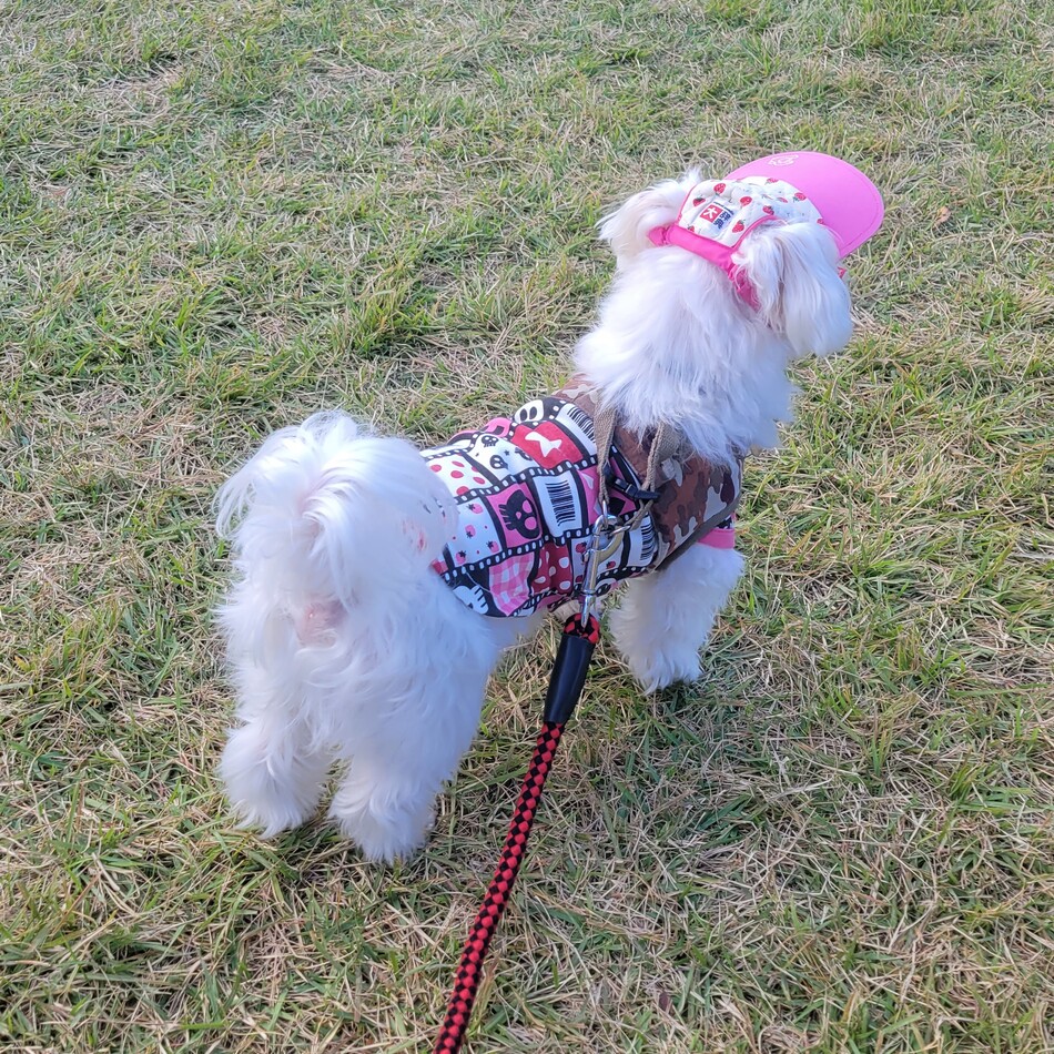 ベリーのカバー写真