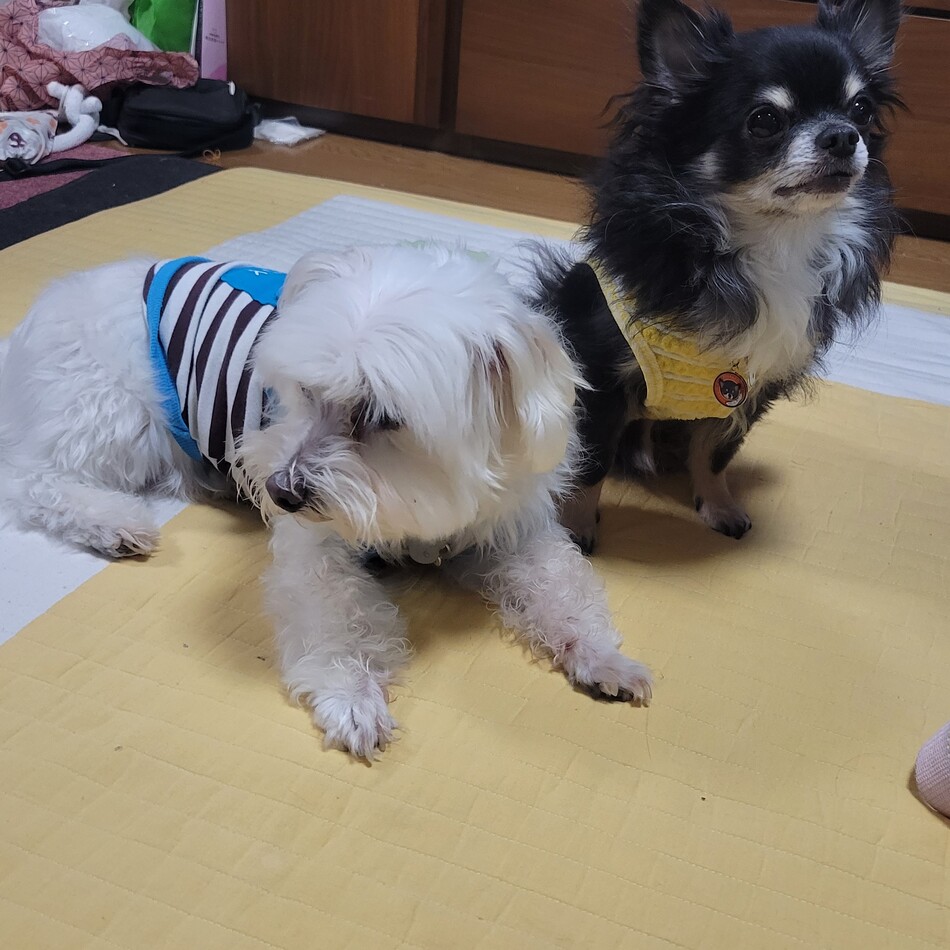 りんたろうのカバー写真