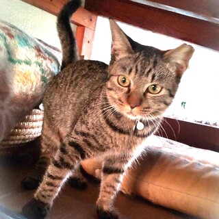 おもちゃ大好き☆キジトラ女の子・キキちゃん