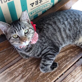 人が大好きキジトラ女の子☆ララちゃん