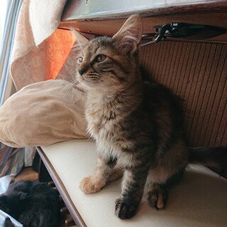 ふわふわキジ、右手と左手の色が違うレアな仔猫