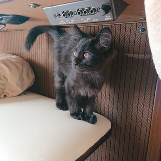 長毛 黒仔猫  クールビューティー