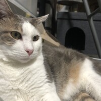 (仮)じいちゃん