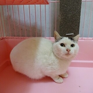 エイズキャリア・人馴れしていない子