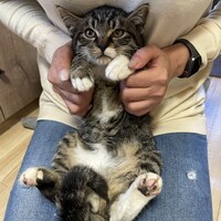 ごま