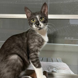 急募！行き場の無い子猫