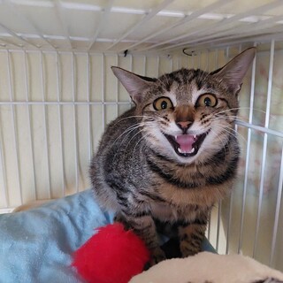 過酷な防波堤で生きている猫