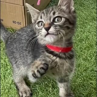 すてきな家族が見つかりました☆なつめ君