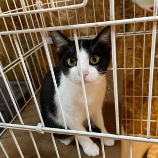 ケージ生活が長い人懐こい兄弟