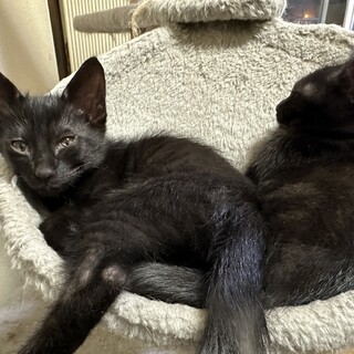 9月産まれの黒猫3匹（オスメス）