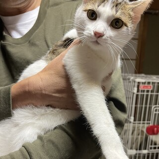ごろごろ甘えん坊◎白キジ４兄弟☆豆大福柄の長男くん