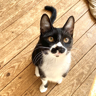 白黒ハチワレちょび髭兄妹の里親さま募集