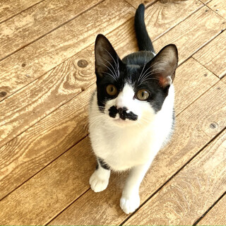 黒白ハチワレちょび髭兄妹の里親さま募集