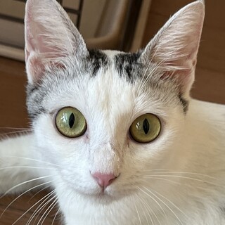 人が大好き　美猫ちゃんです