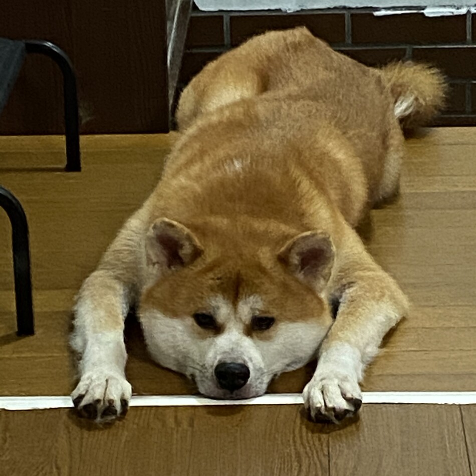 ロボのカバー写真