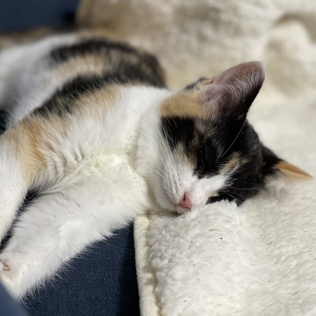 ダンデライオン99のカバー写真