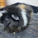 テディモルモット