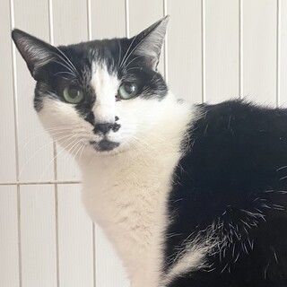 美しいグリーンの瞳、お見合い可能です❗️