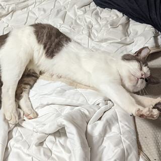 誰相手でも30分で膝に乗る猫