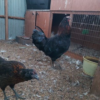 アローカナ　オス　1羽