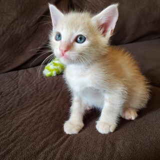 おっとり性格のミルキー君、2ヶ月の男の子です。