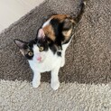 元気いっぱい！　ハチワレ三毛猫ガール　きなこちゃん