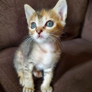 アン、2ヶ月に女の子(姉妹)