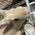 里親決まりました！