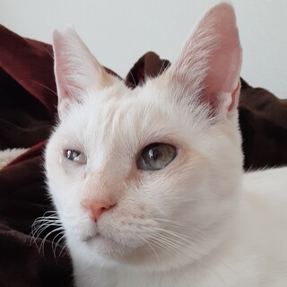 人馴れバツグン!大人しくて優しい猫です。