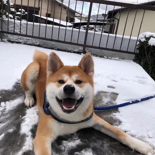 可愛いロボくんです。