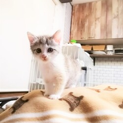 in瀬戸市☆子猫大集合の臨時譲渡会2022年11月12日（土）～ 非営利団体「ちーむ にゃいんず」