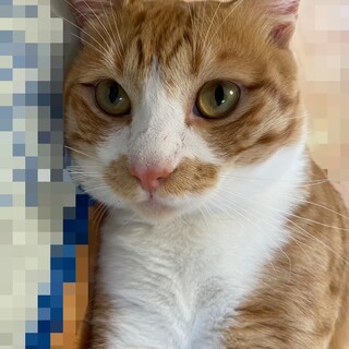 新しい家族を探してます！