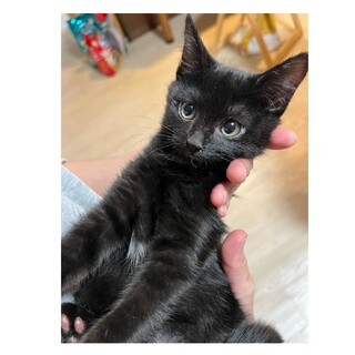 目が合うとゴロゴロする一護くん