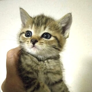 【11/13東銀座】かえでちゃん2ヵ月弱♪